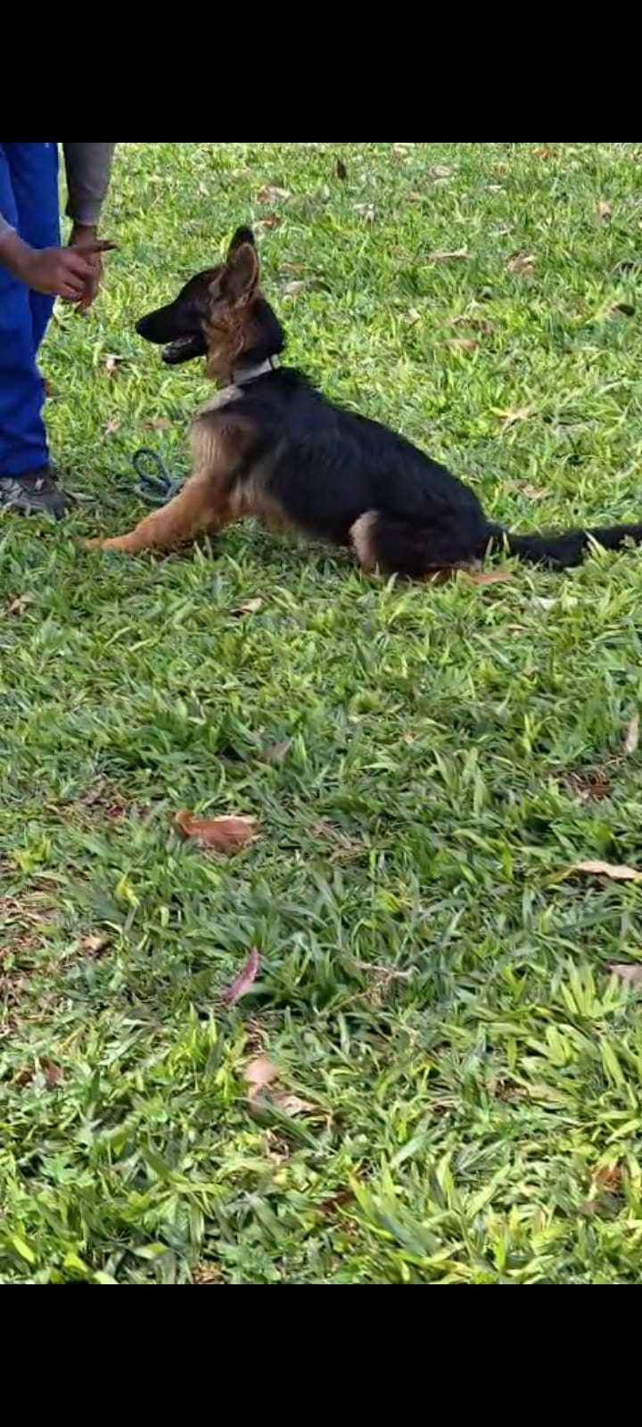 Dog training session