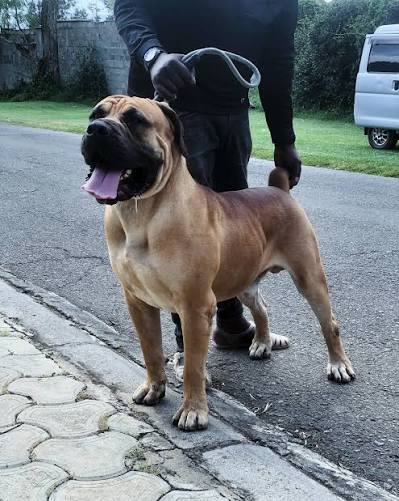 Boerboel Puppy