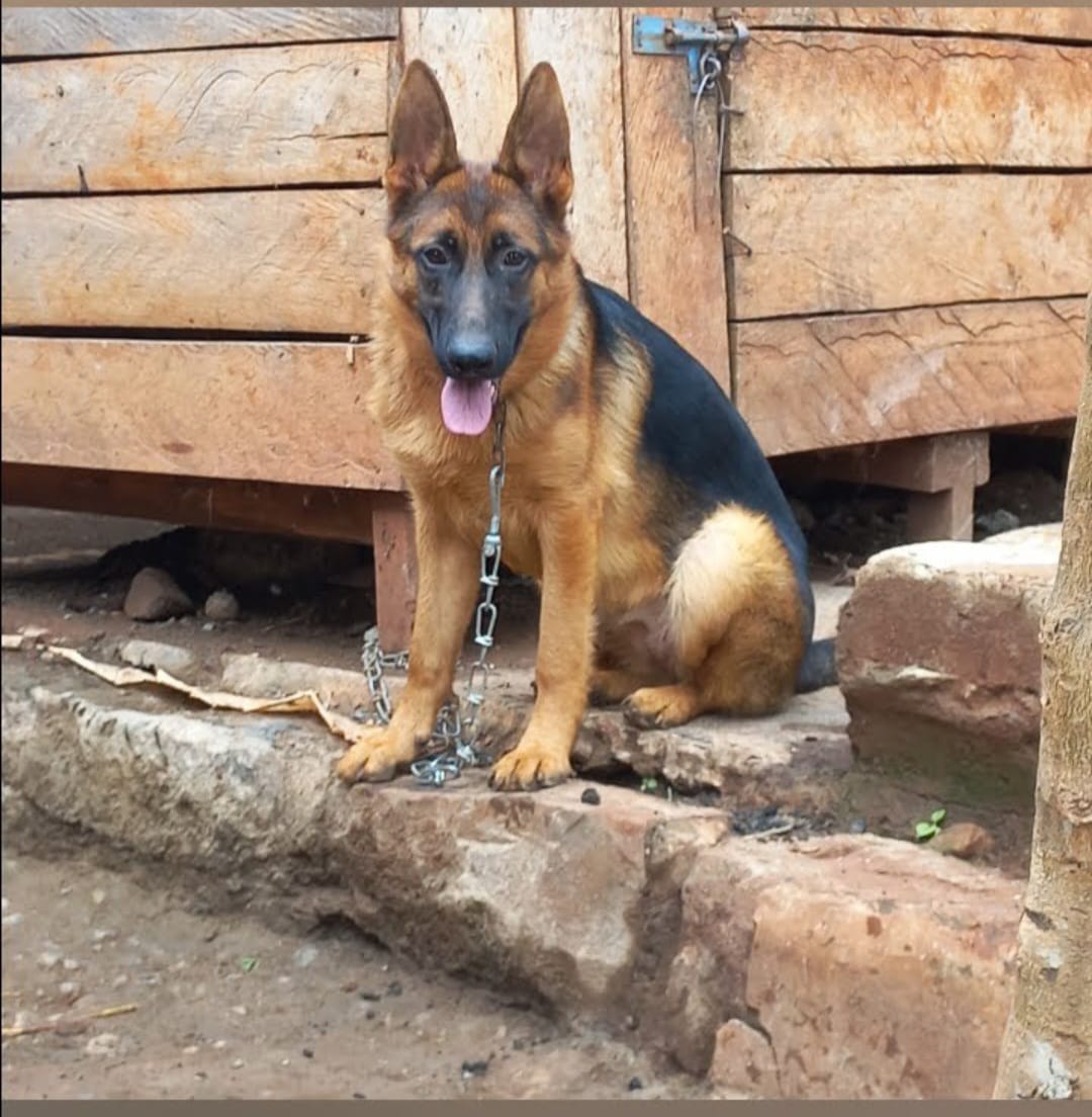 German Shepherd Longcoat Puppy