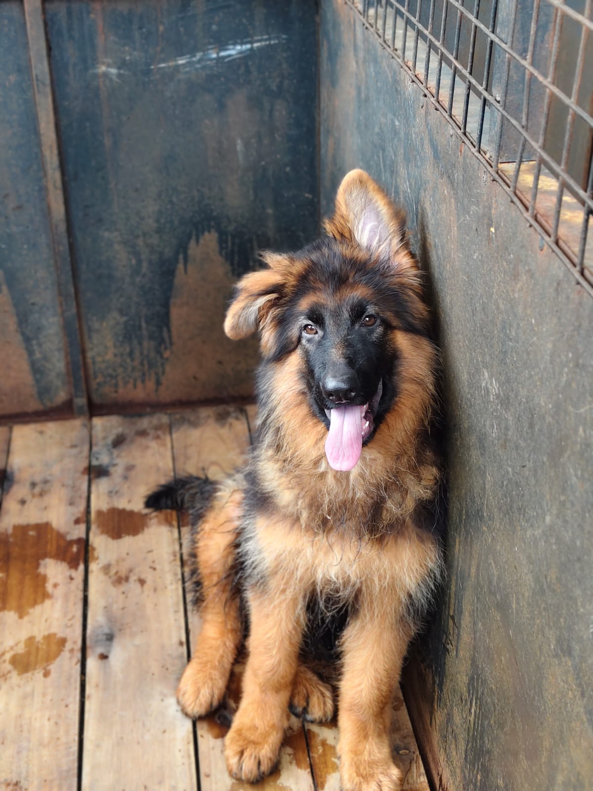 German Shepherd Shortcoat