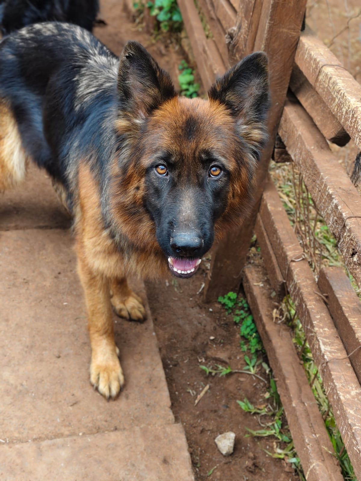 German Shepherd Shortcoat