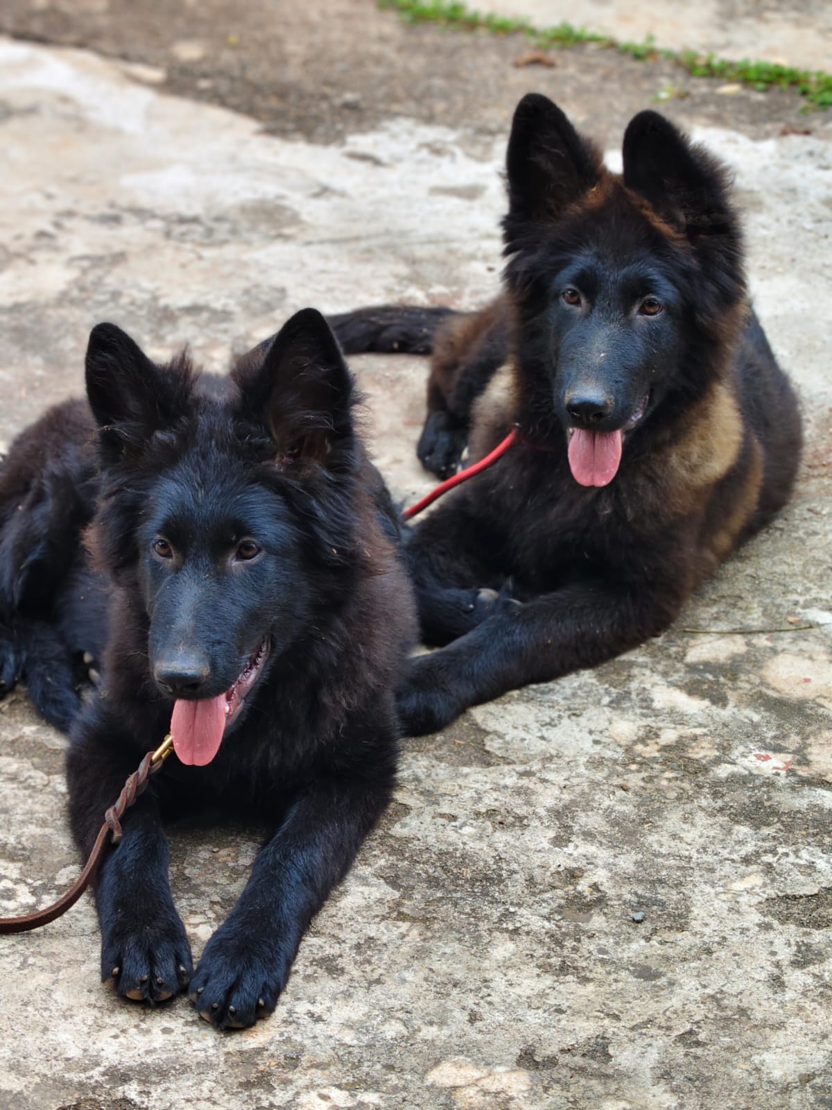 German Shepherd Shortcoat