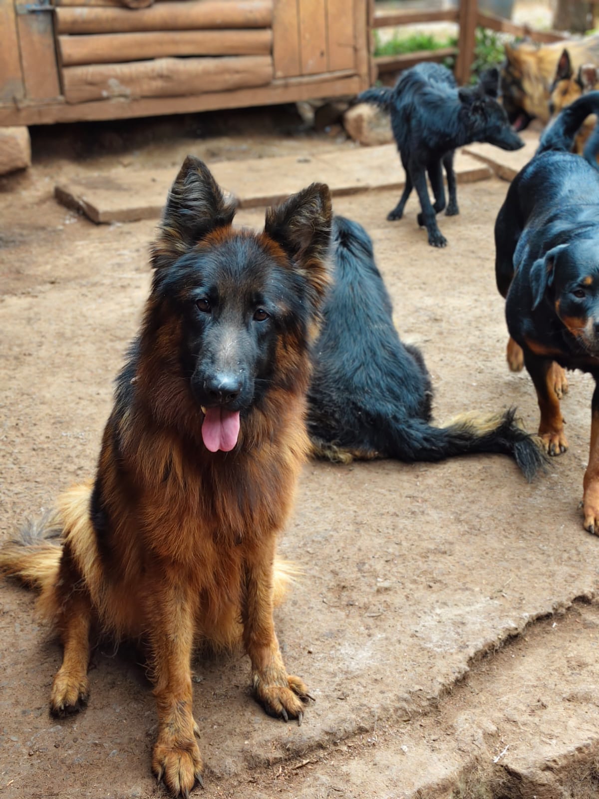 German Shepherd Shortcoat