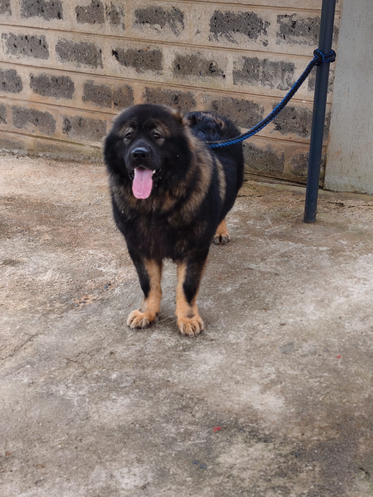 Caucasian Shepherd
