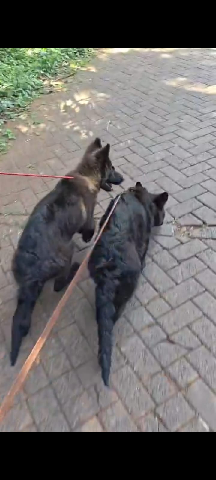 Leash training