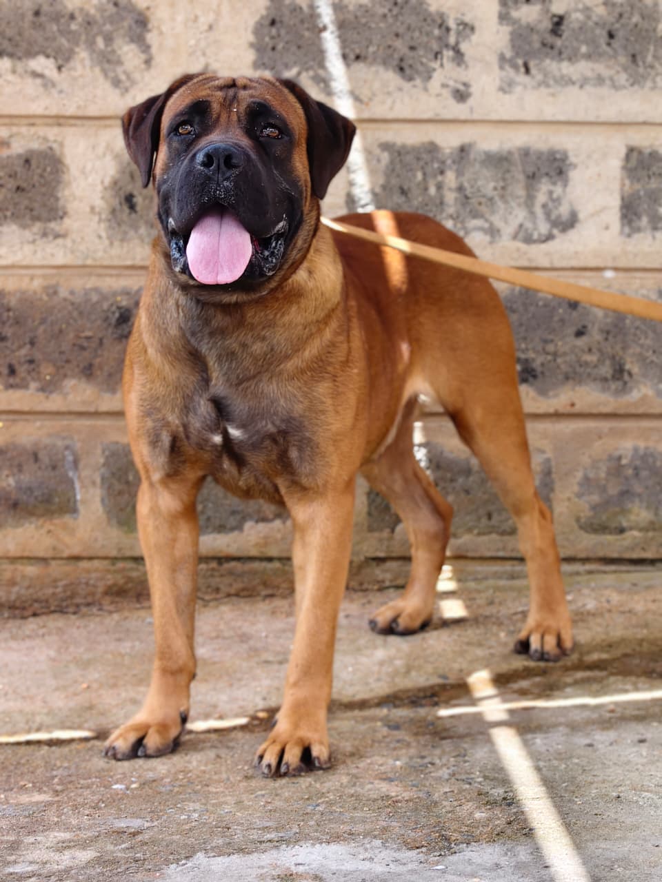 Male-Boarboel