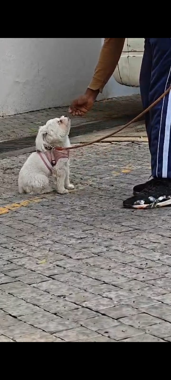 Aggression training