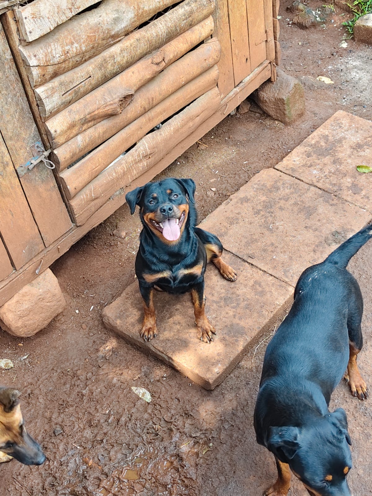 Rottweiler adult